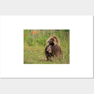 Gelada baboon Posters and Art